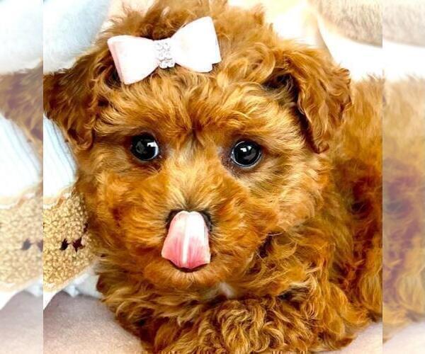 Medium Photo #2 Chihuahua Puppy For Sale in JENSEN BEACH, FL, USA