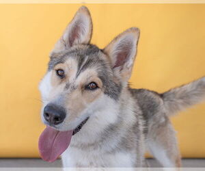 German Shepherd Dog-Siberian Husky Mix Dogs for adoption in Pasadena, CA, USA