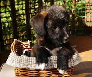 Jack-A-Poo Puppy for sale in CROWNSVILLE, MD, USA