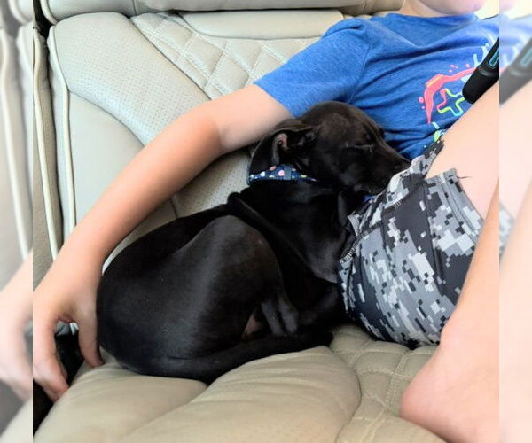 Medium Photo #2 American Pit Bull Terrier-Labrador Retriever Mix Puppy For Sale in Holly Springs, NC, USA