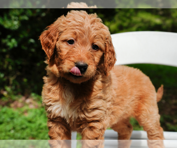 Medium Photo #5 Goldendoodle Puppy For Sale in ASHFORD, WA, USA
