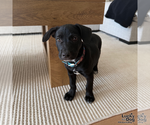 Small #1 Labrador Retriever Mix