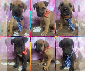 Snorlax - Male Shepradors Dog for Adoption - Photo #2