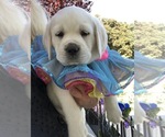 Small Photo #3 Labrador Retriever Puppy For Sale in GLENDALE, CA, USA