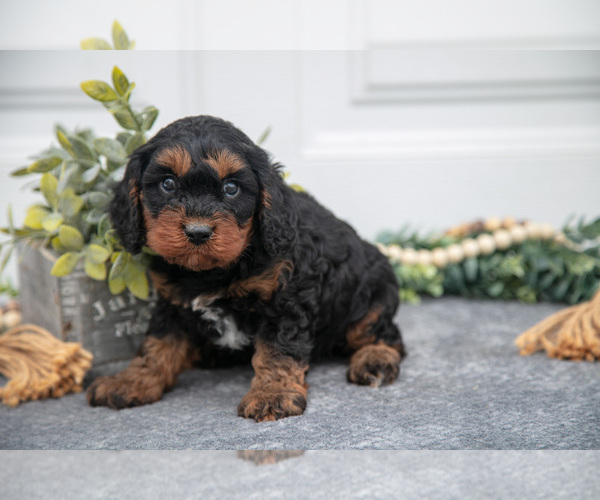 Medium Photo #2 Cavapoo Puppy For Sale in SHILOH, OH, USA