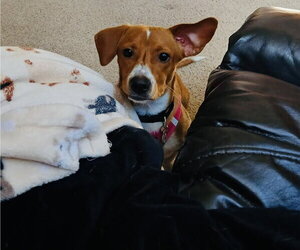 Brooks - Male Jack-A-Bee Dog for Adoption - Photo #4