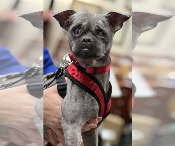 Medium Photo #6 Shih Tzu-Unknown Mix Puppy For Sale in Mundelein, IL, USA