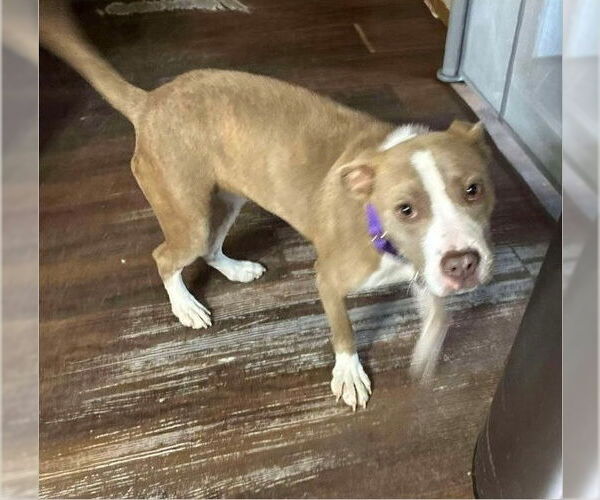 Medium Photo #1 American Pit Bull Terrier Puppy For Sale in Benton, PA, USA