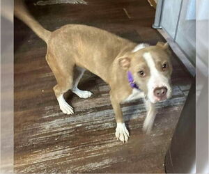 American Pit Bull Terrier Dogs for adoption in Benton, PA, USA