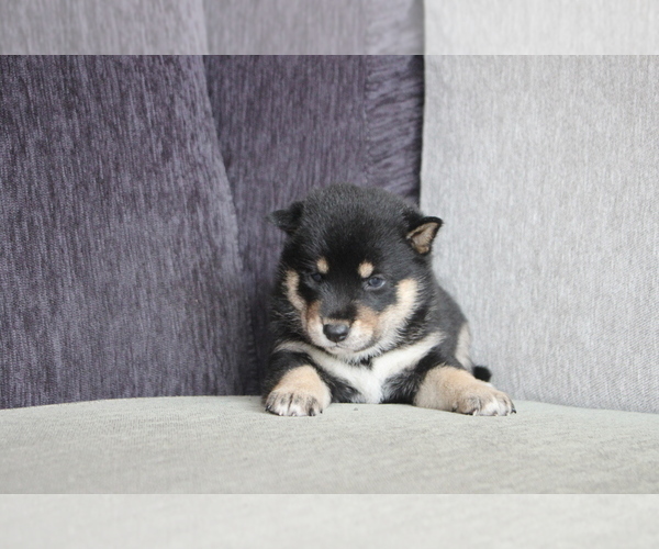 Medium Photo #7 Shiba Inu Puppy For Sale in MIAMI, FL, USA