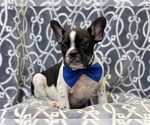 Small Photo #9 French Bulldog Puppy For Sale in LAKELAND, FL, USA