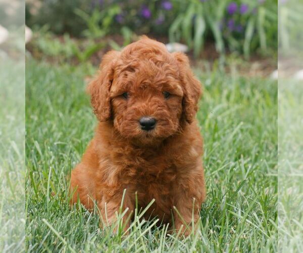Medium Photo #3 Miniature Labradoodle Puppy For Sale in GORDONVILLE, PA, USA