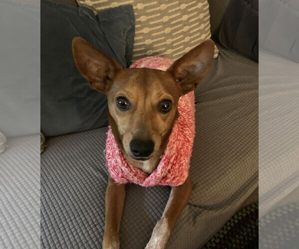 Medium Photo #9 Rat-Cha Puppy For Sale in Wakefield, RI, USA