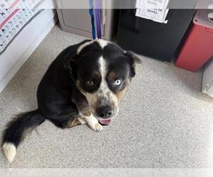 Border Collie-Unknown Mix Dogs for adoption in Visalia, CA, USA