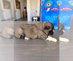 Puppy 3 Akita