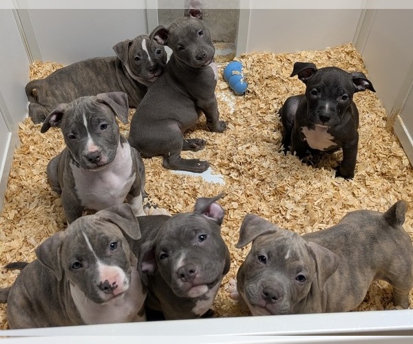 Medium Photo #3 American Bully Puppy For Sale in NAUGATUCK, CT, USA