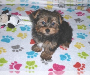 Yorkshire Terrier Puppy for Sale in ORO VALLEY, Arizona USA