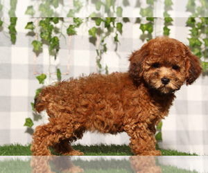 Poochon Puppy for sale in MARIETTA, GA, USA