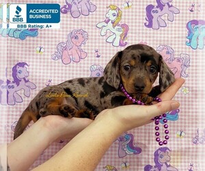 Dachshund Puppy for sale in WINNSBORO, LA, USA