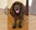 Small #10 Cocker Spaniel