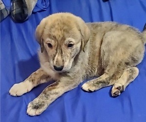 Anatolian Shepherd Puppy for sale in OZARK, MO, USA