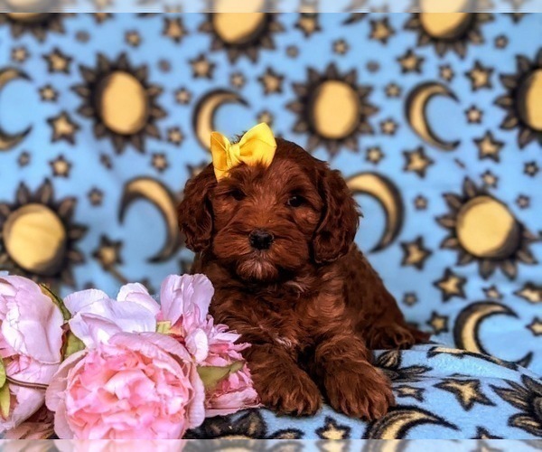 Medium Photo #4 Goldendoodle-Poodle (Miniature) Mix Puppy For Sale in LINCOLN UNIVERSITY, PA, USA