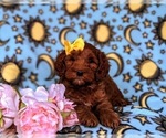Small Photo #4 Goldendoodle-Poodle (Miniature) Mix Puppy For Sale in LINCOLN UNIVERSITY, PA, USA