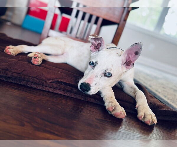 Medium Photo #3 American Pit Bull Terrier-Unknown Mix Puppy For Sale in Evansville, IN, USA