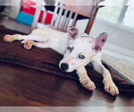 Small #2 American Pit Bull Terrier Mix