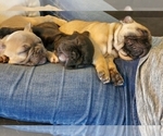 Small Photo #44 French Bulldog Puppy For Sale in MINNEAPOLIS, MN, USA