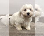Small #2 Bichon Frise
