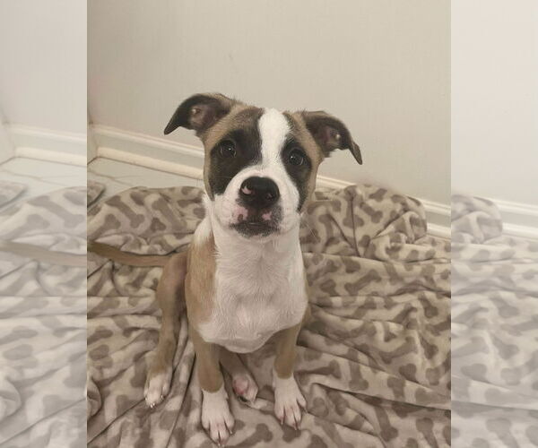 Medium Photo #10 Mutt Puppy For Sale in Holly Springs, NC, USA