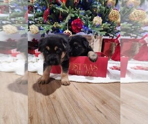 German Shepherd Dog Puppy for sale in AUBURN, WA, USA