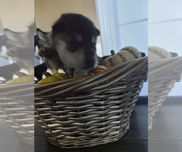 Medium Photo #4 Alaskan Klee Kai Puppy For Sale in SUNSET, UT, USA