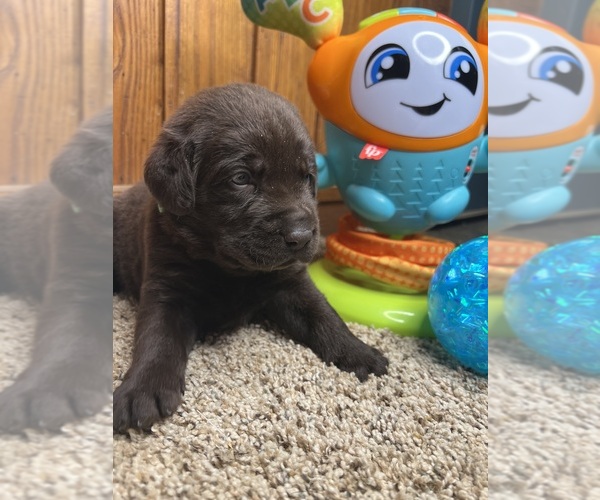 Medium Photo #8 Labrador Retriever Puppy For Sale in NEOLA, WV, USA