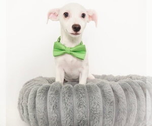 Chihuahua-Unknown Mix Dogs for adoption in Phoenix, AZ, USA