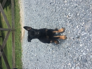 German Shepherd Dog Puppy for sale in CANTON, GA, USA
