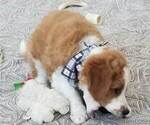 Small Photo #10 Miniature Bernedoodle-Poodle (Toy) Mix Puppy For Sale in HERRIMAN, UT, USA