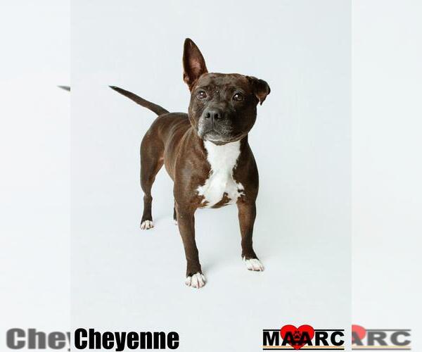 Medium Photo #13 Mutt Puppy For Sale in Maryville, TN, USA