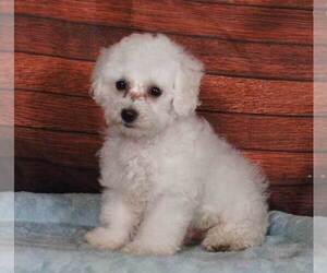 Bichon Frise Puppy for sale in PENNS CREEK, PA, USA