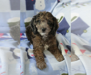 Goldendoodle (Miniature) Puppy for sale in MILWAUKEE, WI, USA