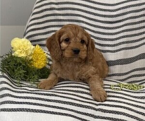 Cockapoo Puppy for sale in STANLEY, WI, USA