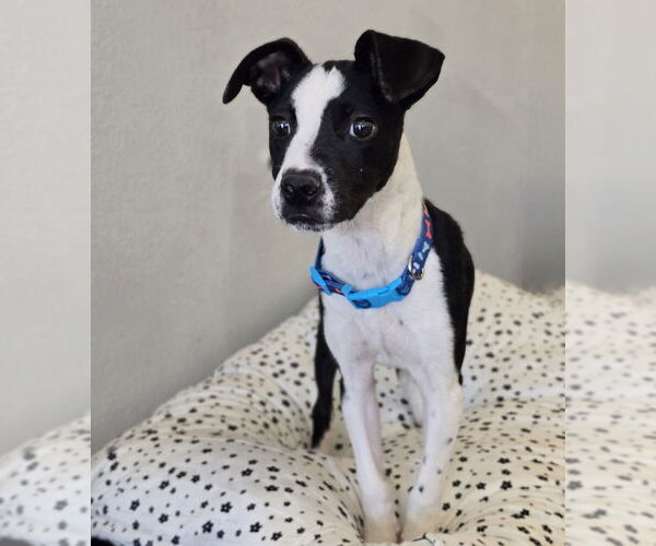 Medium Photo #9 Pointer-Unknown Mix Puppy For Sale in Lakewood, CO, USA