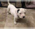 Small Photo #3 American Bulldog Puppy For Sale in HOUSTON, TX, USA