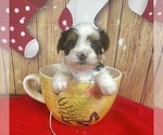 Small #13 Morkie