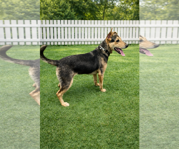Medium Photo #1 Mutt Puppy For Sale in Euless, TX, USA