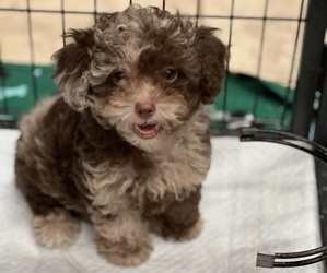 Poodle (Toy) Puppy for sale in TOMBALL, TX, USA