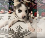 Small Photo #23 Siberian Husky Puppy For Sale in DANBY, VT, USA