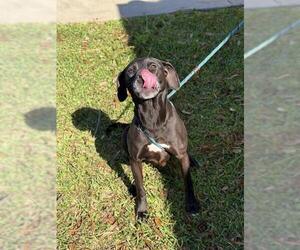 Labrador Retriever Dogs for adoption in Sugar Land, TX, USA