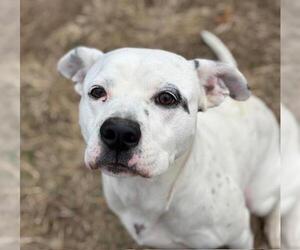 Mutt Dogs for adoption in Tulsa, OK, USA